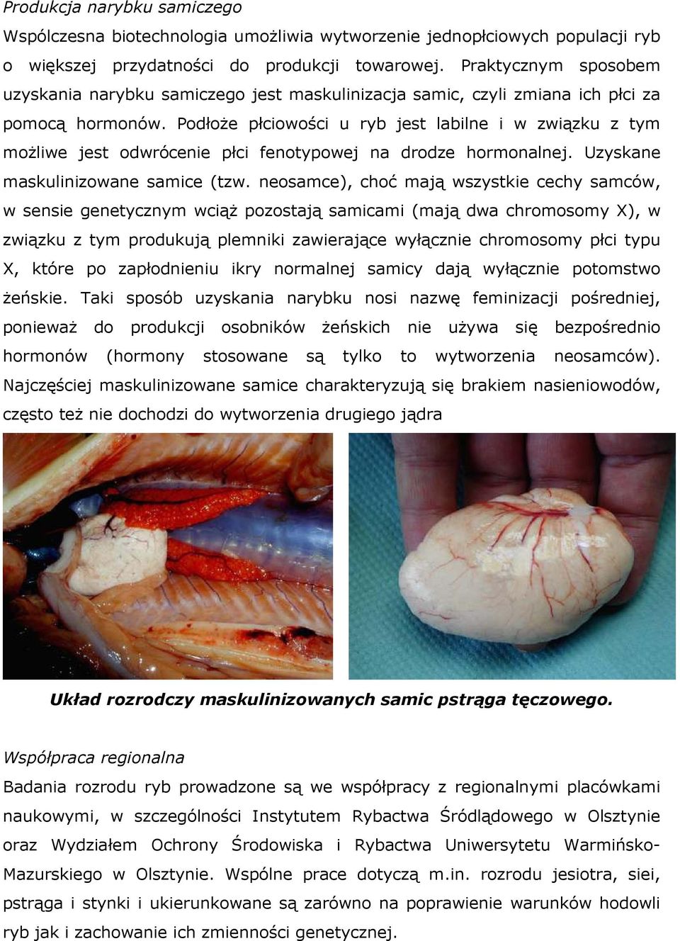 PodłoŜe płciowości u ryb jest labilne i w związku z tym moŝliwe jest odwrócenie płci fenotypowej na drodze hormonalnej. Uzyskane maskulinizowane samice (tzw.