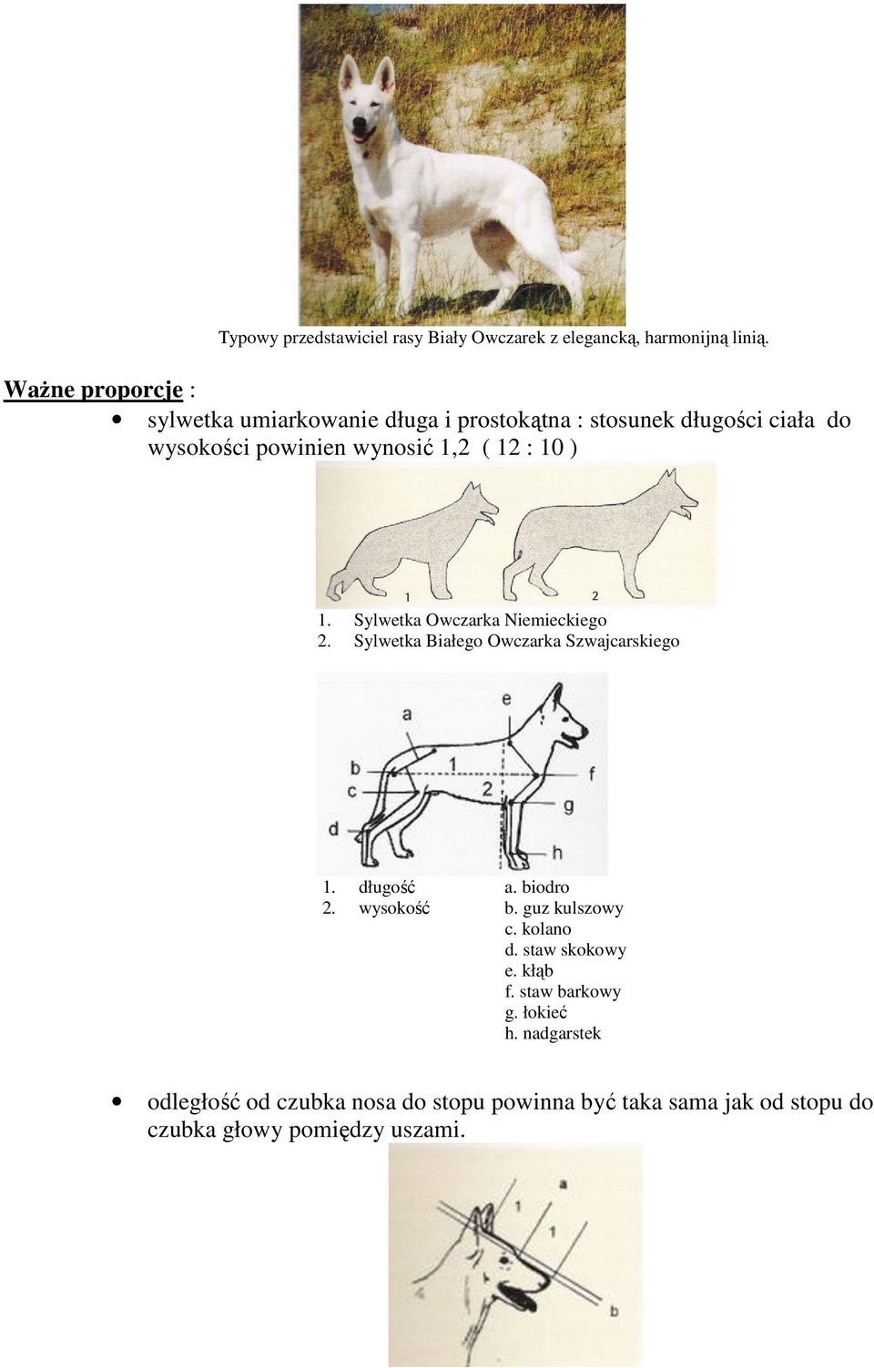 10 ) 1. Sylwetka Owczarka Niemieckiego 2. Sylwetka Białego Owczarka Szwajcarskiego 1. długość a. biodro 2. wysokość b.