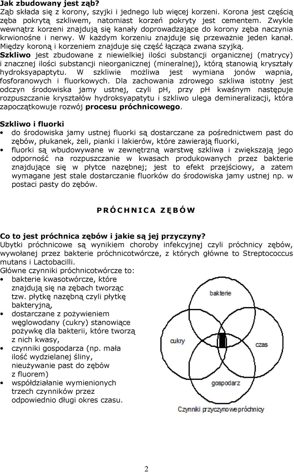 Między koroną i korzeniem znajduje się część łącząca zwana szyjką.