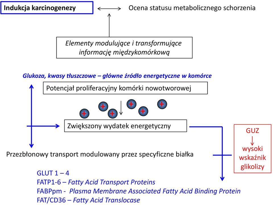 Zwiększony wydatek energetyczny GUZ wysoki Przezbłonowy transport modulowany przez specyficzne białka wskaźnik glikolizy GLUT 1