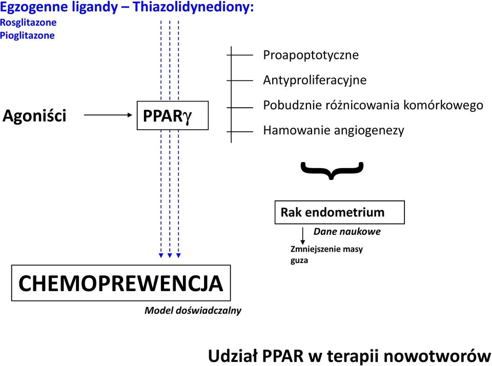 komórkowego Hamowanie angiogenezy { CHEMOPREWENCJA Model doświadczalny