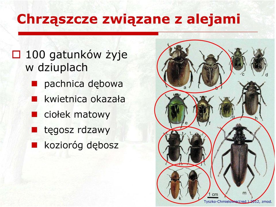 okazała ciołek matowy tęgosz rdzawy