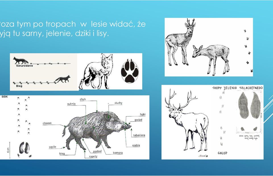 widać, że jątu