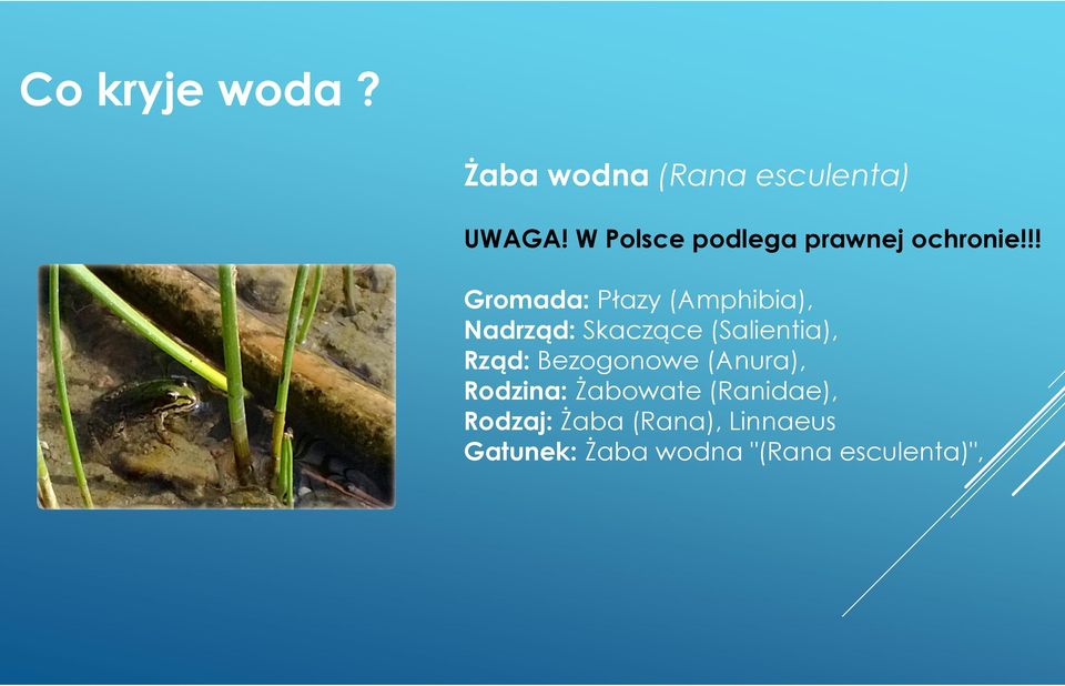 !! Gromada:Płazy (Amphibia), Nadrząd:Skaczące (Salientia),