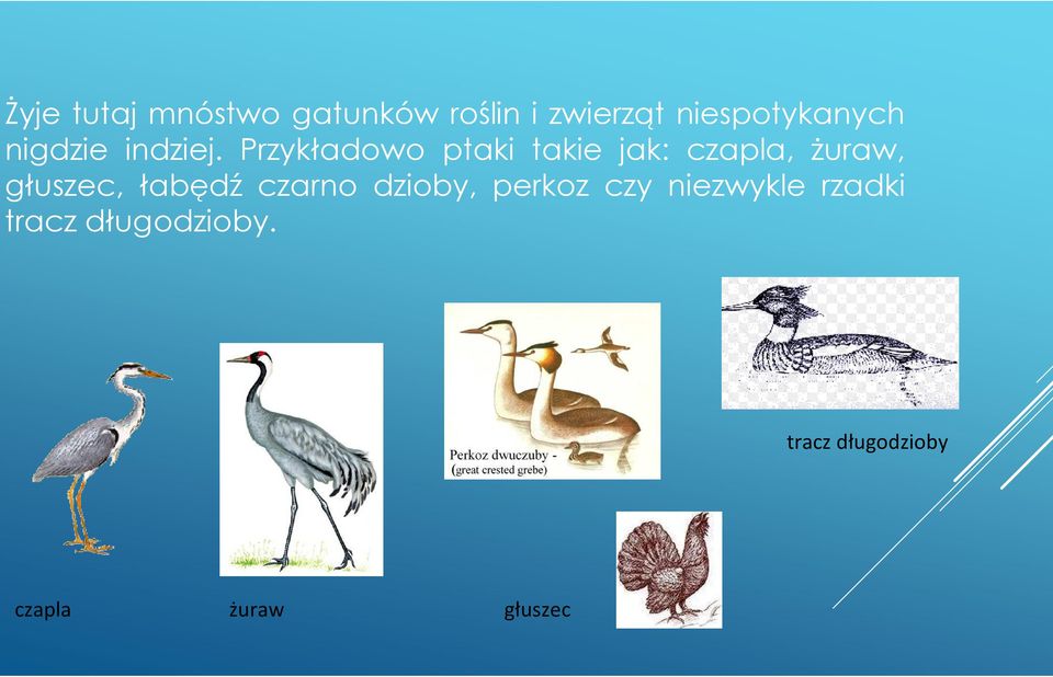 Przykładowo ptaki takie jak: czapla, żuraw, głuszec, łabędź