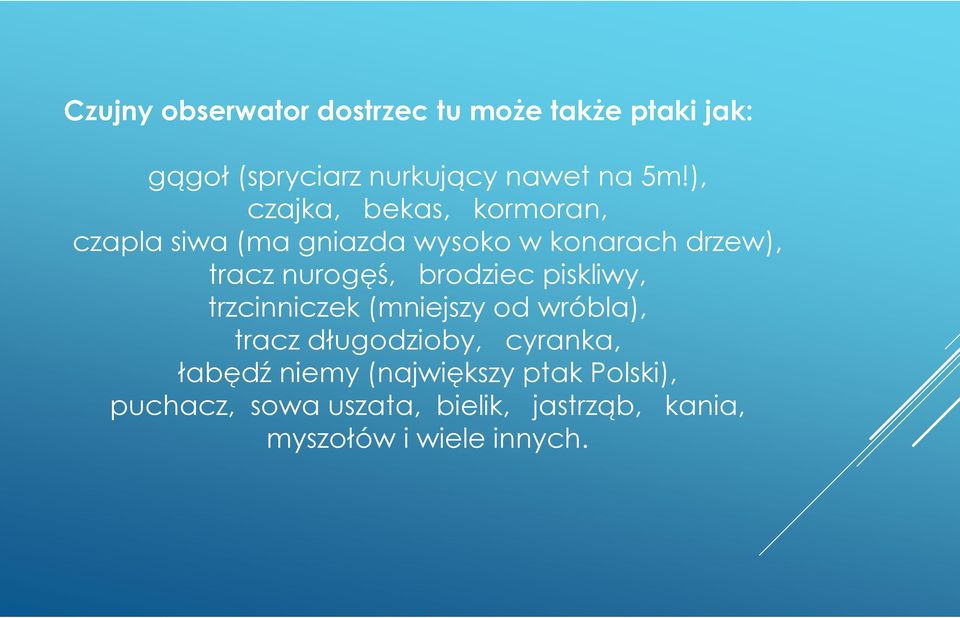 brodziec piskliwy, trzcinniczek (mniejszy od wróbla), tracz długodzioby, cyranka, łabędźniemy