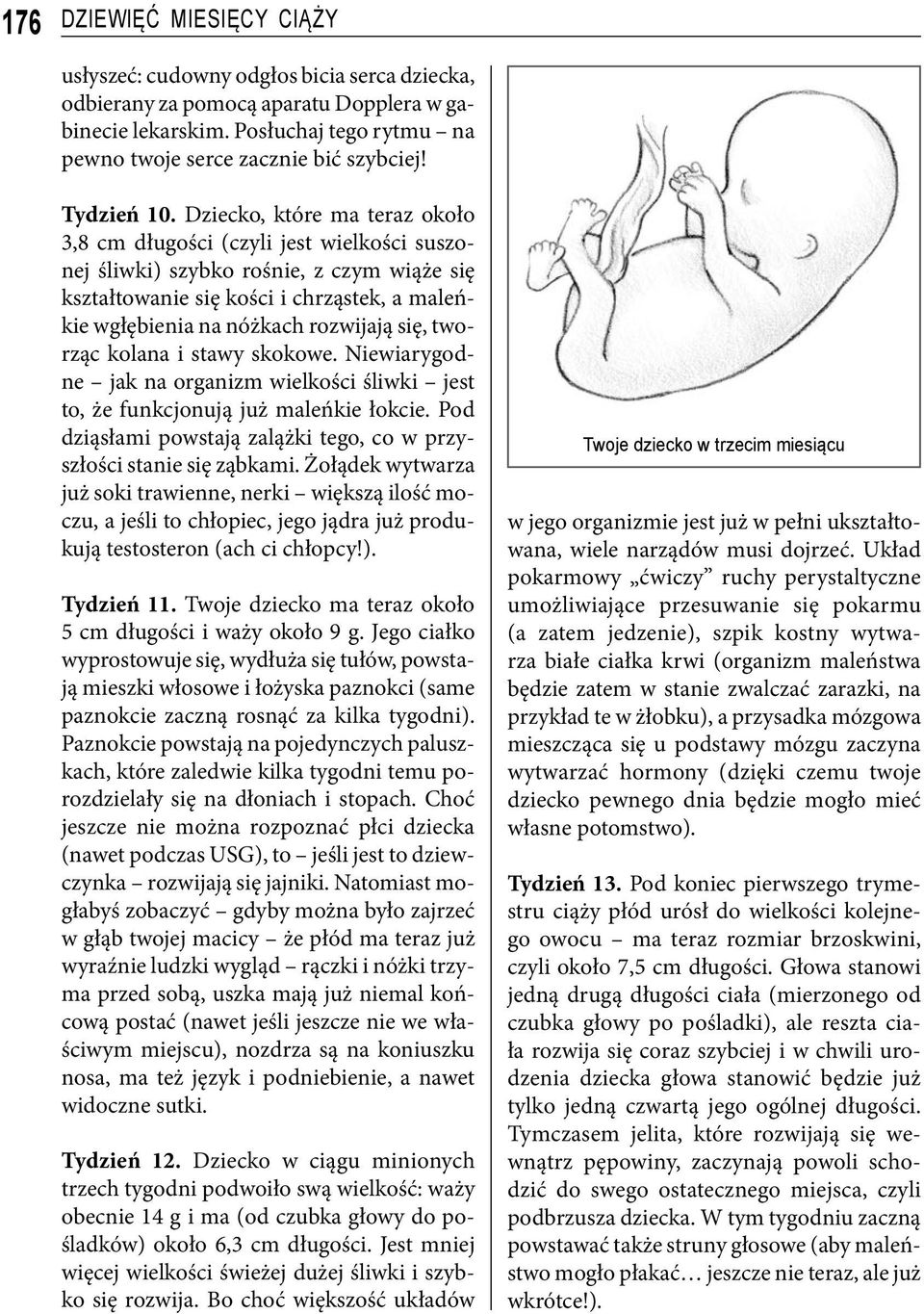 Dziecko, które ma teraz około 3,8 cm długości (czyli jest wielkości suszonej śliwki) szybko rośnie, z czym wiąże się kształtowanie się kości i chrząstek, a maleńkie wgłębienia na nóżkach rozwijają