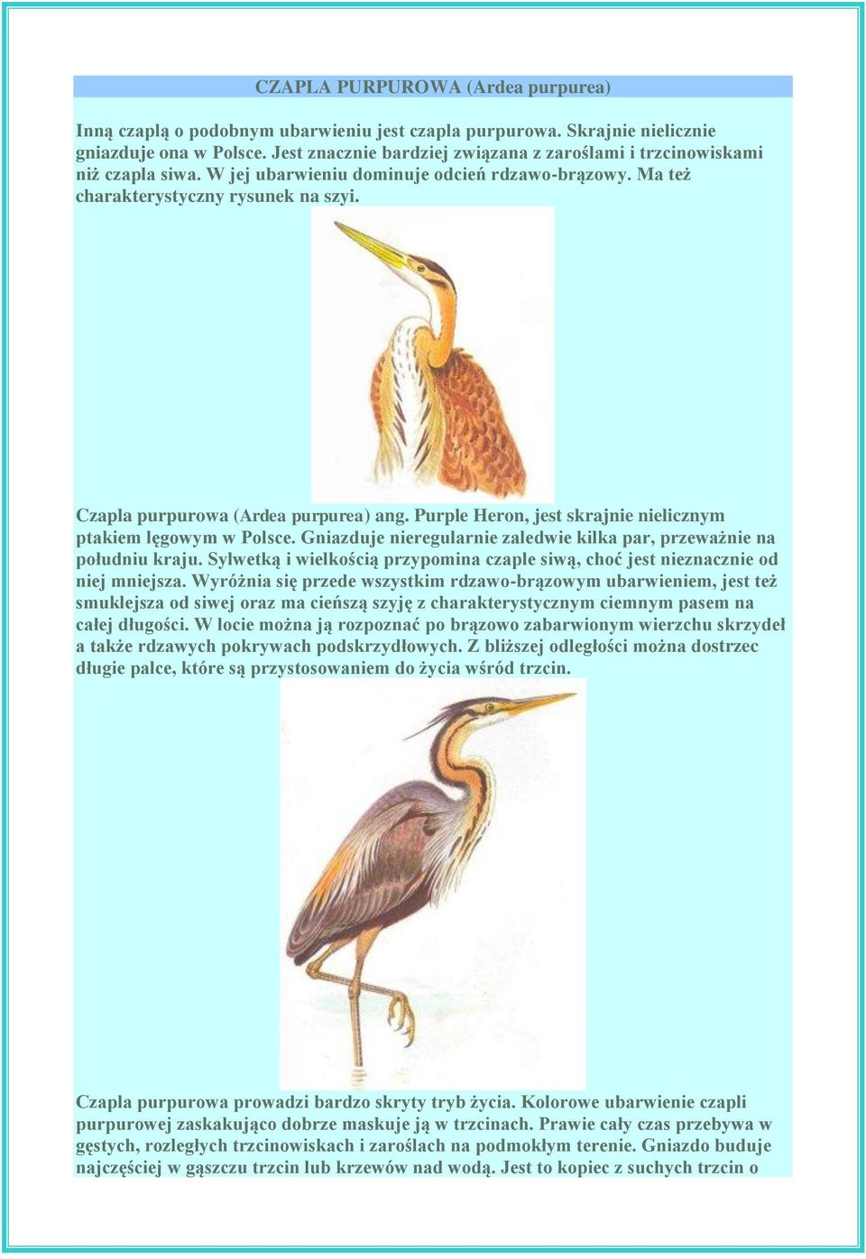 Czapla purpurowa (Ardea purpurea) ang. Purple Heron, jest skrajnie nielicznym ptakiem lęgowym w Polsce. Gniazduje nieregularnie zaledwie kilka par, przeważnie na południu kraju.