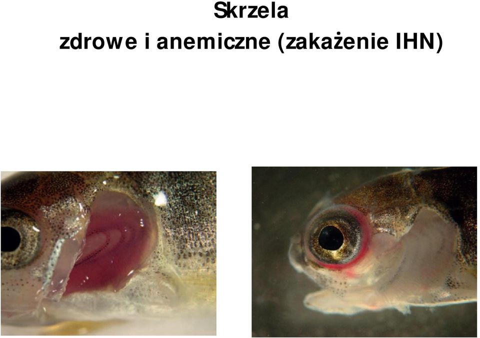 anemiczne