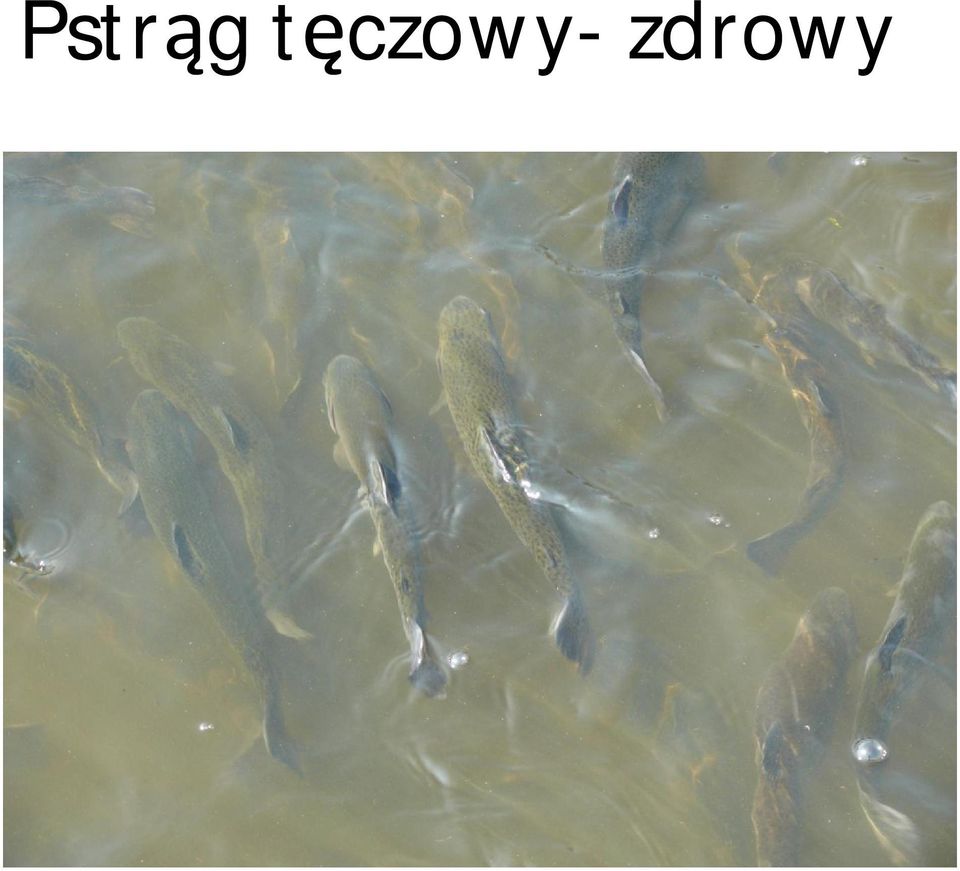 zdrowy