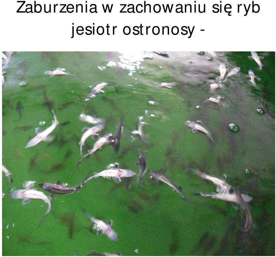 si ryb