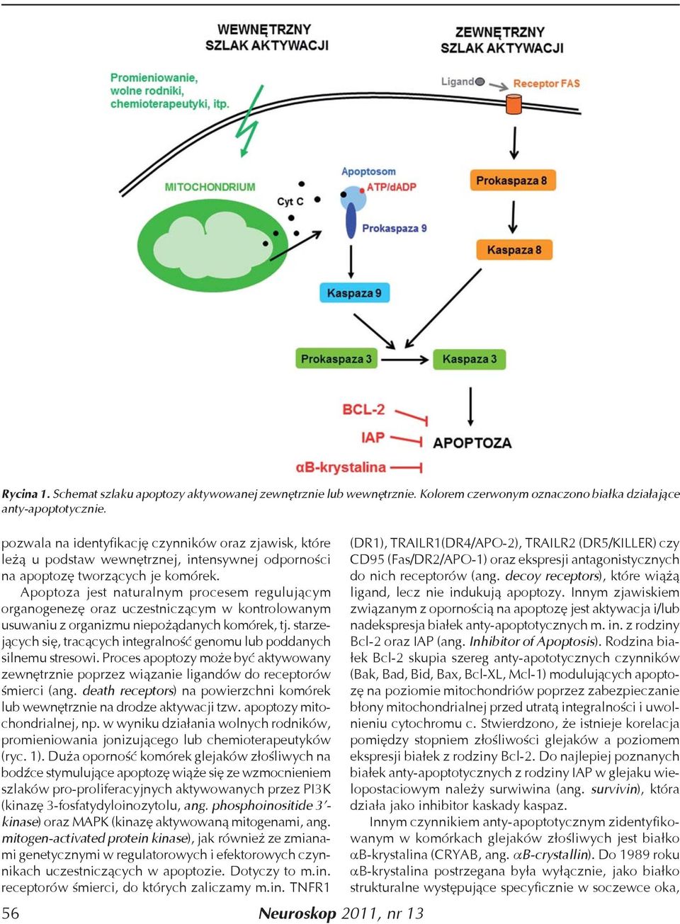Apoptoza jest naturalnym procesem regulującym organogenezę oraz uczestniczącym w kontrolowanym usuwaniu z organizmu niepożądanych komórek, tj.