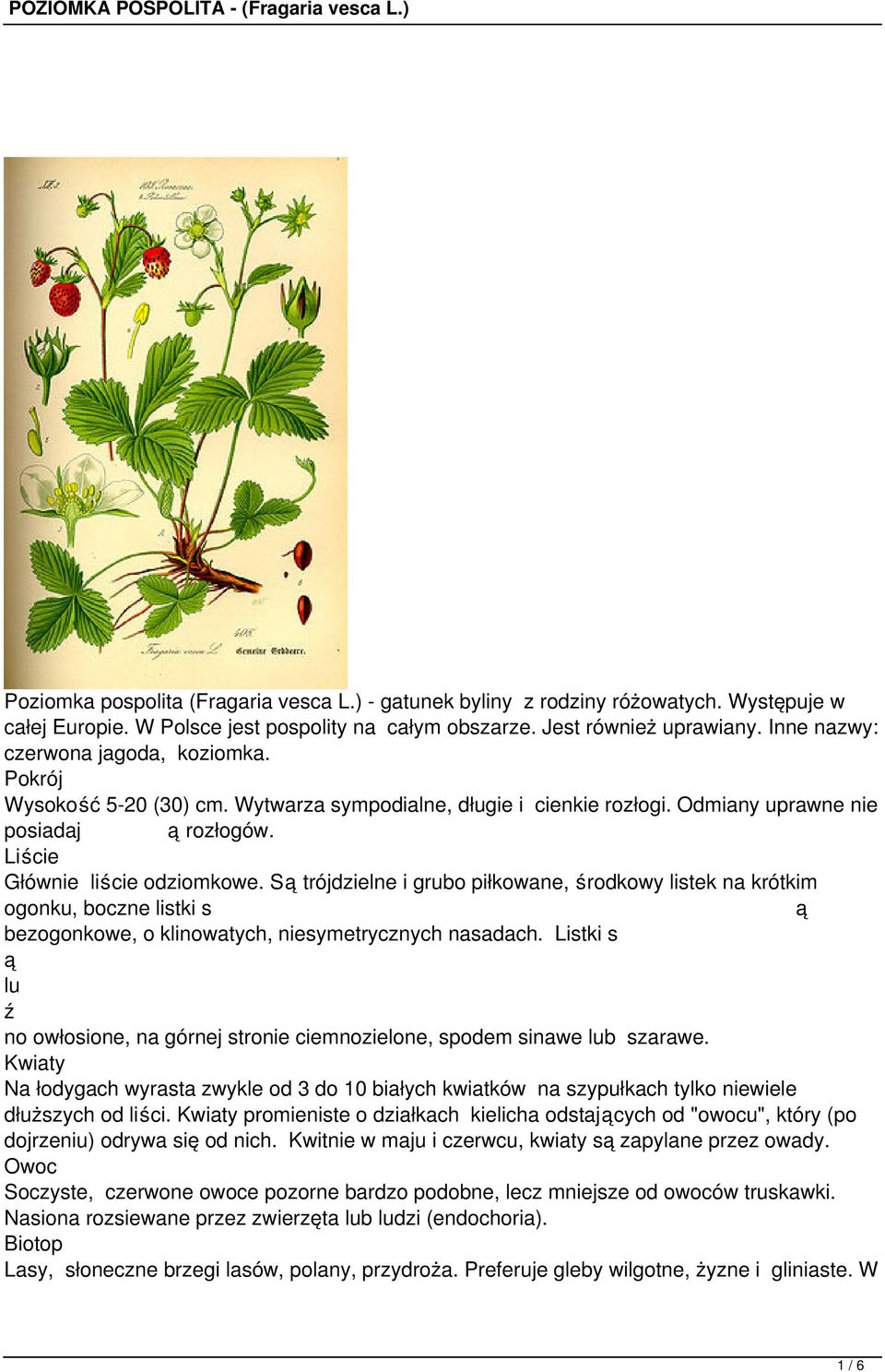 S trójdzielne i grubo piłkowane, rodkowy listek na krótkim ogonku, boczne listki s bezogonkowe, o klinowatych, niesymetrycznych nasadach.