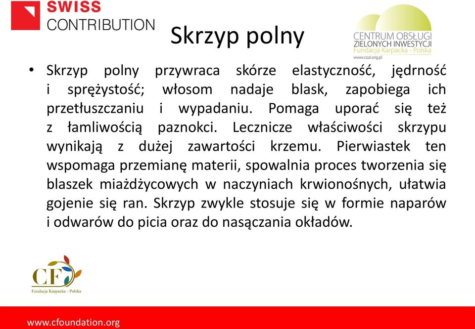 Lecznicze właściwości skrzypu wynikają z dużej zawartości krzemu.