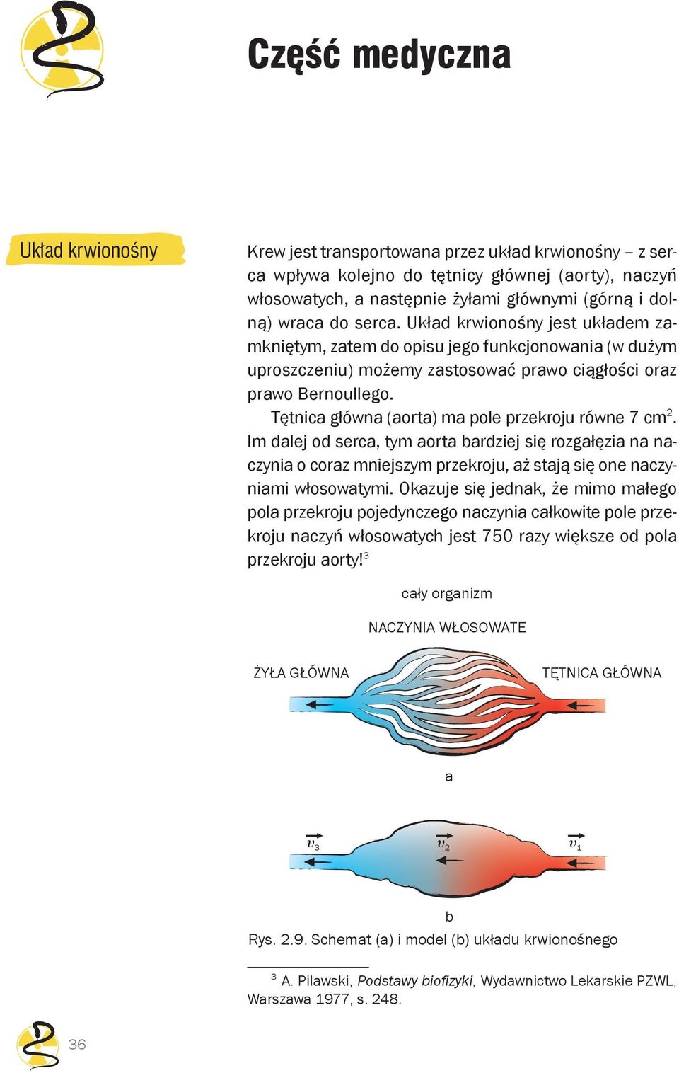 Tętnica główna (aorta) ma pole przekroju równe 7 cm 2. Im dalej od serca, tym aorta bardziej się rozgałęzia na naczynia o coraz mniejszym przekroju, aż stają się one naczyniami włosowatymi.