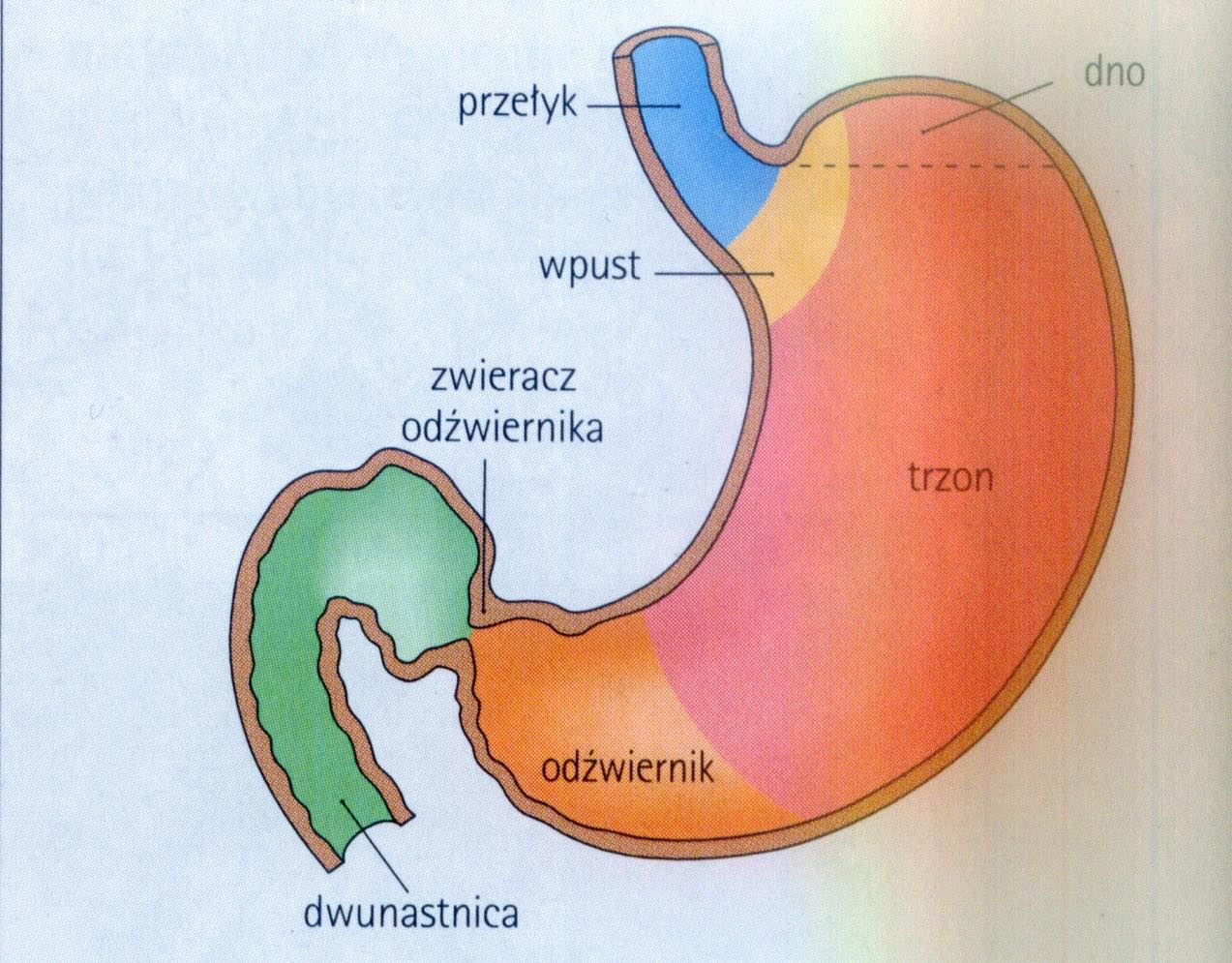 Żołądek budowa anatomiczna 18 Składa