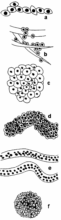 Skrzek 1(4) Galaretowata osłonka jaja kształtu eliptycznego lub jajowatego, jaja składane pojedynczo na liściach roślin wodnych (rys.