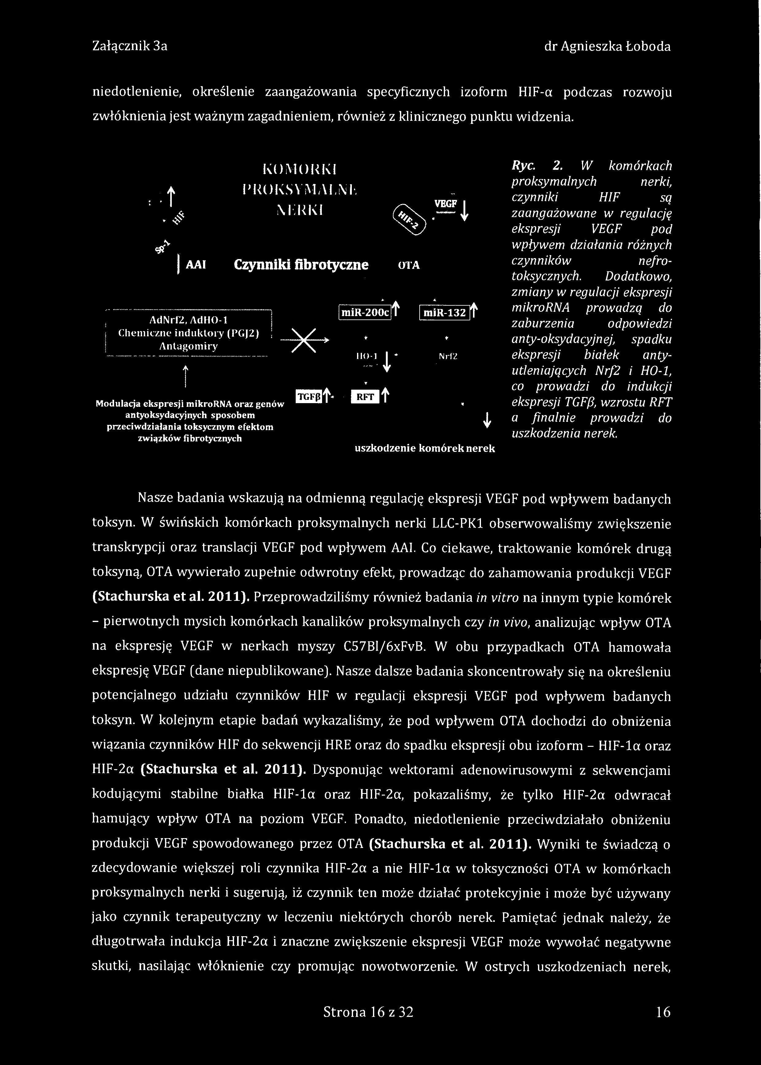 niedotlenienie, określenie zaangażowania specyficznych izoform HIF-a podczas rozwoju zwłóknienia jest ważnym zagadnieniem, również z klinicznego punktu widzenia.