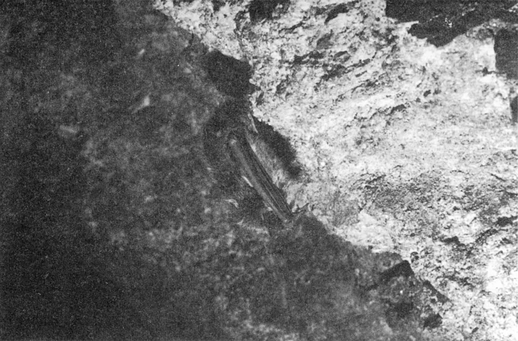 R. Paszkiewicz et al. Chiropterofauna Pienin 47 Ryc. 6. Nocek wąsatek (Myotis mystacinus). Whiskered bat (Myotis mystacinus).
