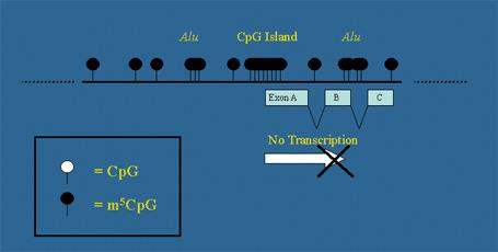 Wyspy CpG regiony genomu (1-2 kpz) bogate w dinukleotyd CpG (p oznacza wiązanie fosfodiestrowe) (w genomie człowieka występuje 5 x rzadziej niż pozostałe kombinacje) -1500 +500 (tzw.