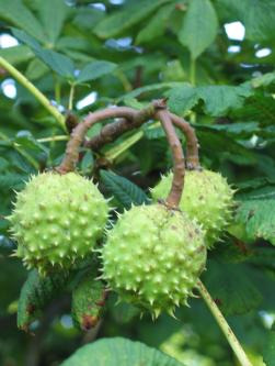Fot.1. Kasztanowiec zwyczajny (Aesculus hippocastanum L.): a) drzewo, b) kwiaty, c) owoce Gałęzie zakończone są dużymi pąkami o ciemnobrązowych lepkich łuskach.