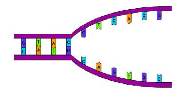 CYKL ŻYCIOWY KOMÓRKI G 1 - interfaza (faza spoczynkowa komórki) normalne funkcjonowanie komórki /2n; 2c/ S- synteza DNA (replikacja DNA)- 8h powielenie każdej z nici DNA /2n; 4c/ G 2 - faza