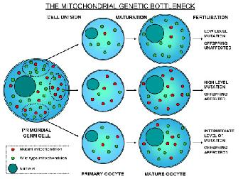 DZIEDZICZENIE CYTOPLAZMATYCZNE jądro chromosomy rybosomy aparat Golgiego mitochondrium reticulum endoplazmatyczne DZIEDZICZENIE CYTOPLAZMATYCZNE MERRF- niewydolność energetyczna mitochondriów