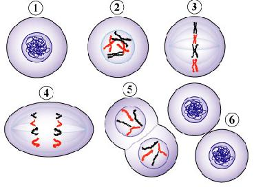 REPLIKACJA DNA Replikacja na nici wiodącej Polimerazy DNA przyłączają deoksynukleozydotrójfosforany zawsze od końca 5 do 3 Uwalnia się