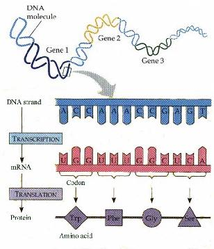 nić DNA transkrypcja