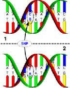 MUTACJE GENOWE-SKUTKI Mutacje typu zmiany sensu: zmiana nukleotydu w DNA powoduje zmianę kodonu w i zmianę przyłączanego u DNA- allel A TAC ACA AGA TAA AUG UGU UCU AUU START-cys - ser - Ile DNA-