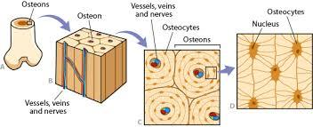Tkanka kostna Charakterystyczna organizacja przestrzenna - kość Funkcje ochronna, rezerwuar wapnia, udział w hematopoezie Kość unaczyniona tkanka, zawiera komórki i zmineralizowaną substancję