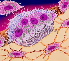 φ 100µm Rąbek brzeżny Filamenty aktynowe Liczne miochondria Liczne lizosomy, polirybosomy Wytwarzają kwaśne środowisko wymagane do resorpcji kości Uwalniają proteazy lizosomalne - hydrolazy,