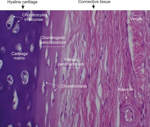 Tkanka chrzęstna Komórki chrząstki Chondrocyty pojedynczo lub w grupach w jamkach Chondroblasty i komórki chondrogenne ochrzęstna Ochrzęstna tkanka łączna właściwa włóknista ( fibroblasty, włókna,
