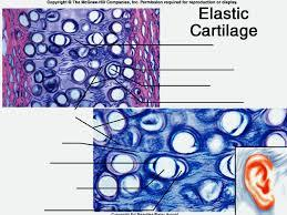 Chrząstka sprężysta Substancja międzykomórkowa Włókna elastyczne (sprężyste) i niewiele kolagenu typu II.