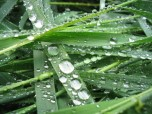 Właściwości cieczy wynikające z oddziaływań Siły przylegania (adhezji) i spójności (kohezji) http://water.usgs.gov/edu/adhesion.