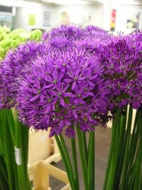 Czosnki Allium nigrum czosnek czarny Allium