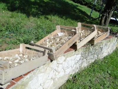 Czyszczenie cebul lilii po zbiorze Przechowywanie cebul zabezpieczonych przed