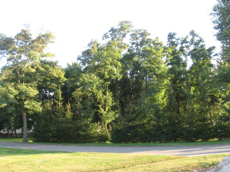 Jedlanka, park dworski, 1 poł. XVIII w. Park dworski zachował się fragmentarycznie. Dawny układ został znacząco zatarty.