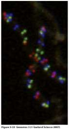 Mapować można pod mikroskopem. Komórki z chromosomami w stadium metafazy suszymy na szkiełku mikroskopowym.