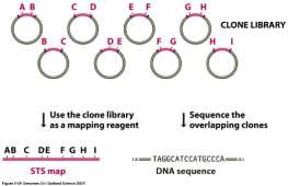 Miejsce znaczone sekwencyjnie to po prostu krótka sekwencja DNA, przeważnie długości 100-500bp, łatwa do rozpoznania i pojawiająca się tylko raz w badanym genomie lub chromosomie.
