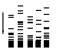 SSR opiera się na analizie sekwencji DNA, składających się z powtarzalnego motywu długości 1-5 nukleotydów.