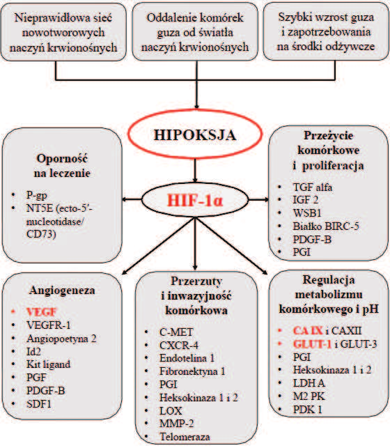 Wstęp 25 geneza, uruchomienie beztlenowych przemian metabolicznych i utrzymanie wewnątrzkomórkowego ph [154].