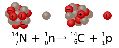Zastosowania promieniotwórczości Datowanie węglowe Metoda badania wieku przedmiotów oparta na pomiarze proporcji między izotopem promieniotwórczym węgla 14 C, a izotopami stabilnymi 12 C i 13 C.