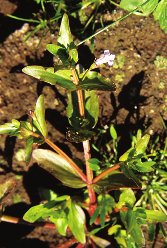 8 Fragm. Flor. Geobot. Polonica 11, 2004 Ryc. 3. Lindernia dubia (L.) Pennell pęd kwitnący. Fig. 3. Lindernia dubia (L.) Pennell a flowering stem.