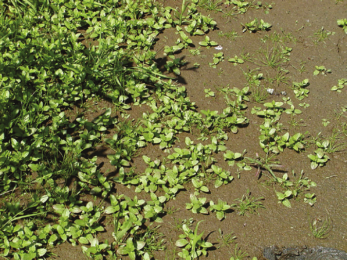 J. Drobnik & M. Buchalik: Lindernia dubia Ryc. 5. Masowy pojaw gatunku (por. Tab. 2, zdj. 5). Fig. 5. A mass occurrence of the species (see Table 2, relevé 5).