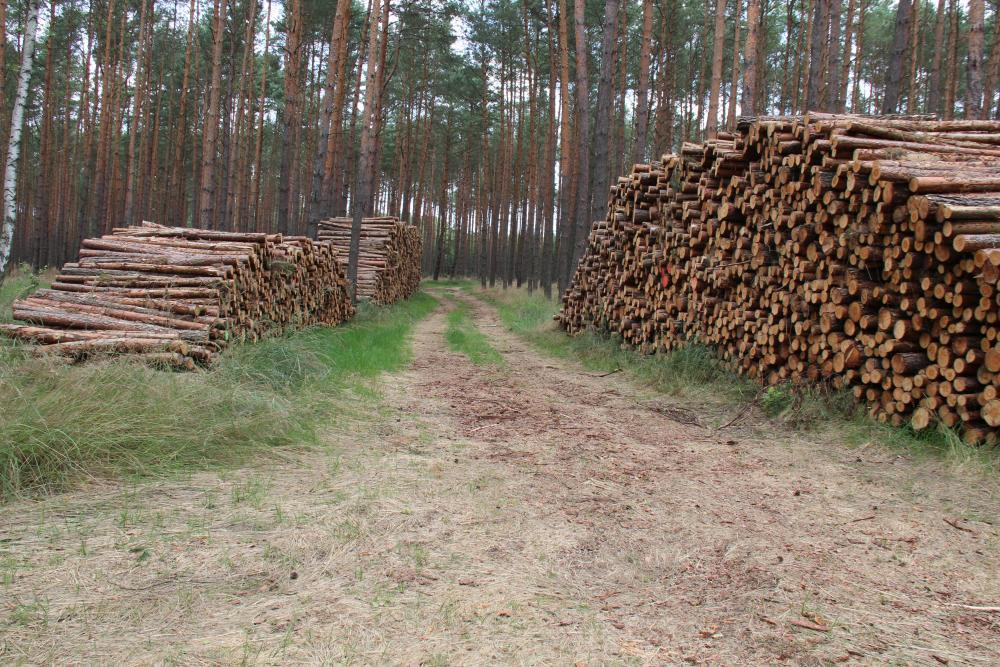 Zagrożenia dostępność materiału lęgowego dla rozmnażania się i rozwoju żerdzianki oraz