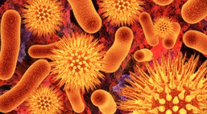 Skuteczna walka z przewlekłymi infekcjami Australijscy naukowcy pomyślnie zlikwidowali u myszy infekcję podobną do zakażenia wirusem HIV (eng.