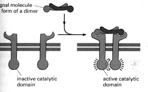Dwie główne zasady sygnalizacji międzykomórkowej: Rodzaje sygnalizacji międzykomórkowej 1. Na sygnał reagują tylko te komórki, które mają y dla cząsteczek sygnałowych 2.