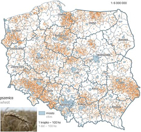 Produkcja roślinna w Polsce Produkcja zbóż Około 75% powierzchni gruntów ornych obejmują zasiewy zbóż (największą powierzchnię zasiewów ma pszenica 20% powierzchni gruntów ornych) Powierzchnia