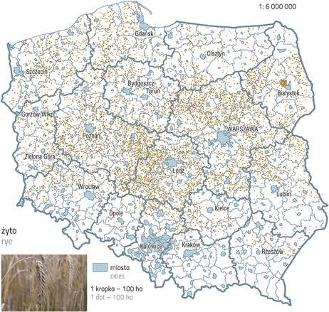 Kukurydza Duże wymagania glebowe, nowe odmiany są bardziej odporne na niskie temperatury Zbiory: 4,5 mln ton (2014 r.